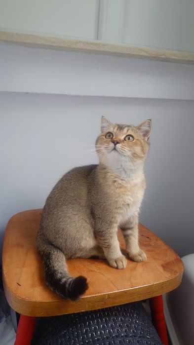 Pisică british shorthair cu pedigree