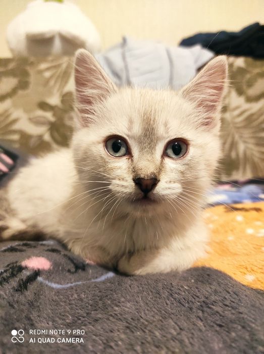 Котёнок ищет любящих хозяев