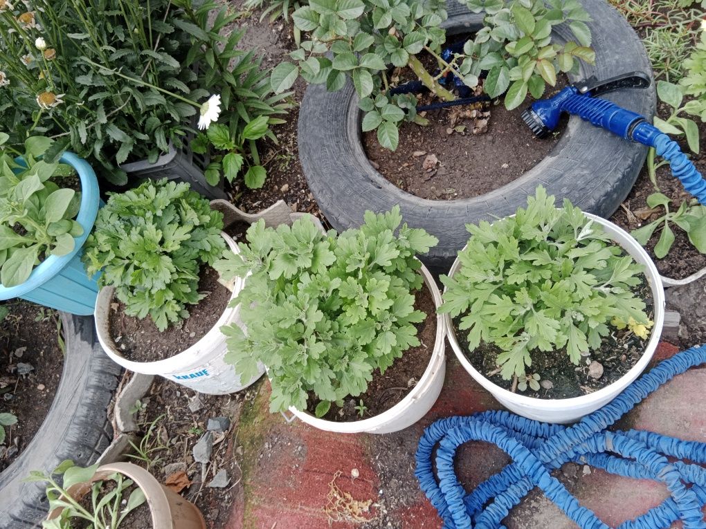 Продам хризантему мультифлору.