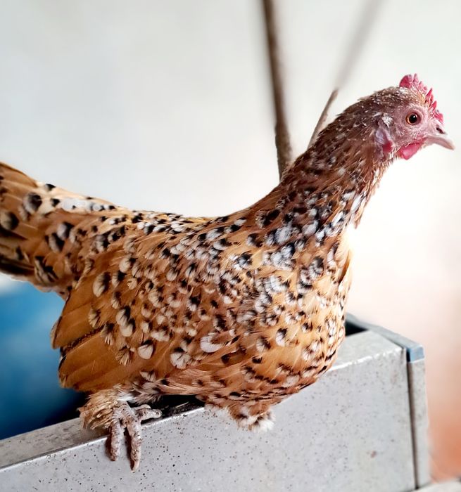 Gaini si cocosi pitici