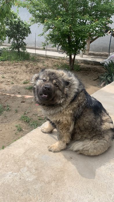 Kavkaz toza qonli juda baqvat narsa