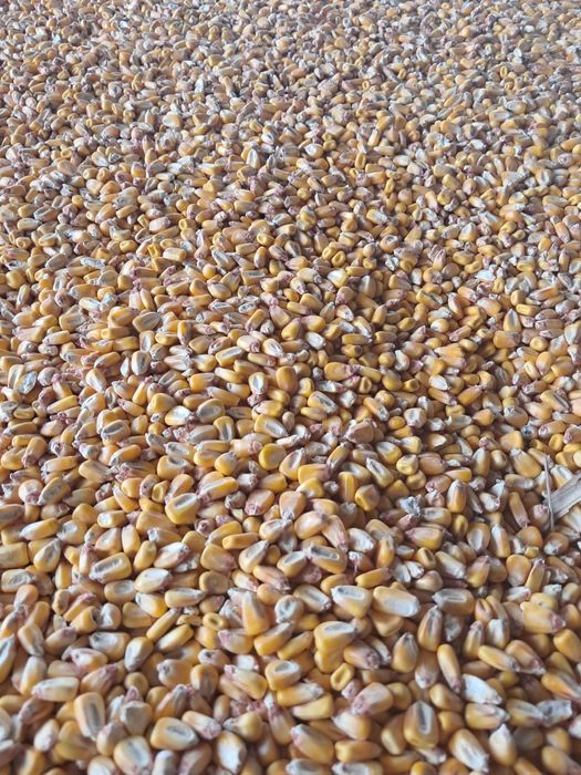 Vând porumb, grâu și triticale