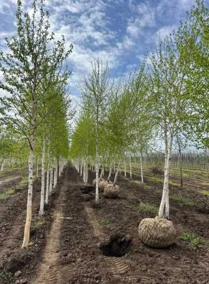 Vânzare Tei, Mesteacăn, Platan, Carpen | Arbori Ornamentali