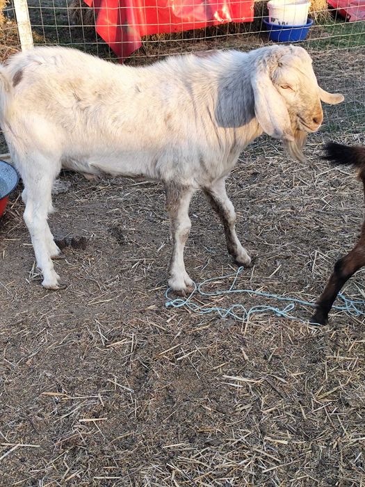 Capre anglo-nubian caută casă nouă în Arad!