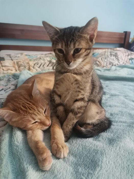 Пуханчета ТЪРСЯТ ДОМ