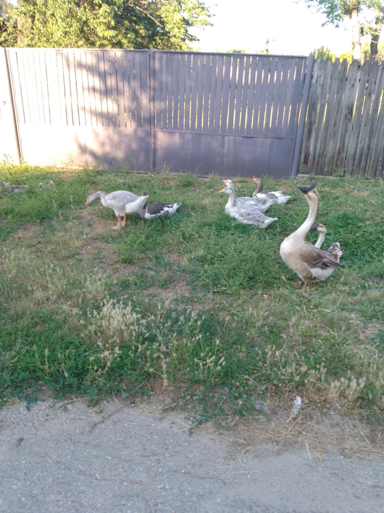 Animalele de vânzare