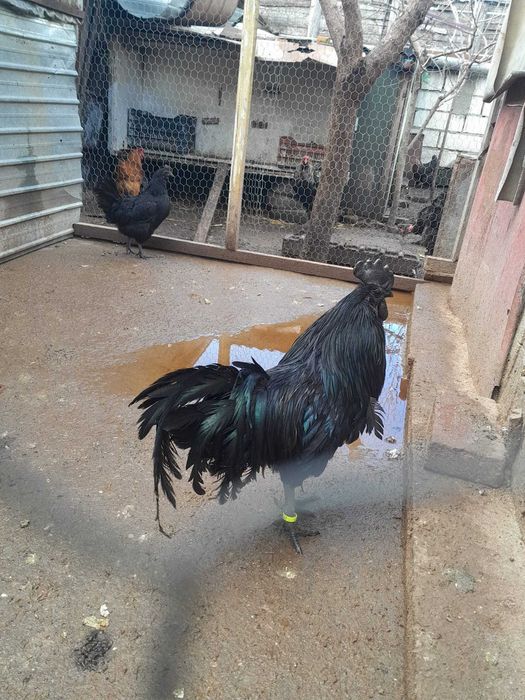 Pasari Brahma Ayam Cemani