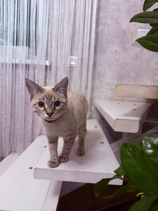 Отдам котенка в хорошие руки