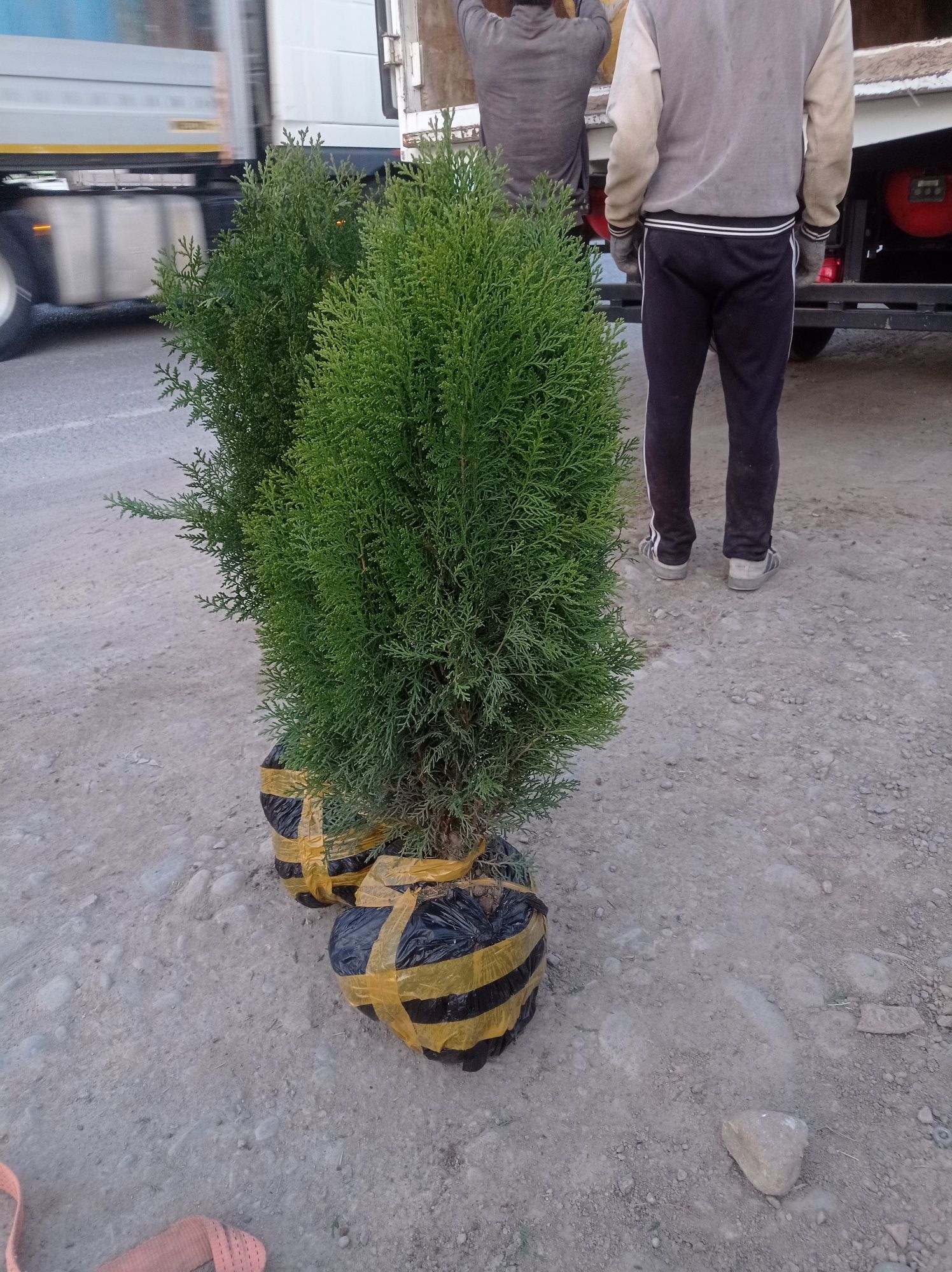 Har xil turdagi Archa va gullar