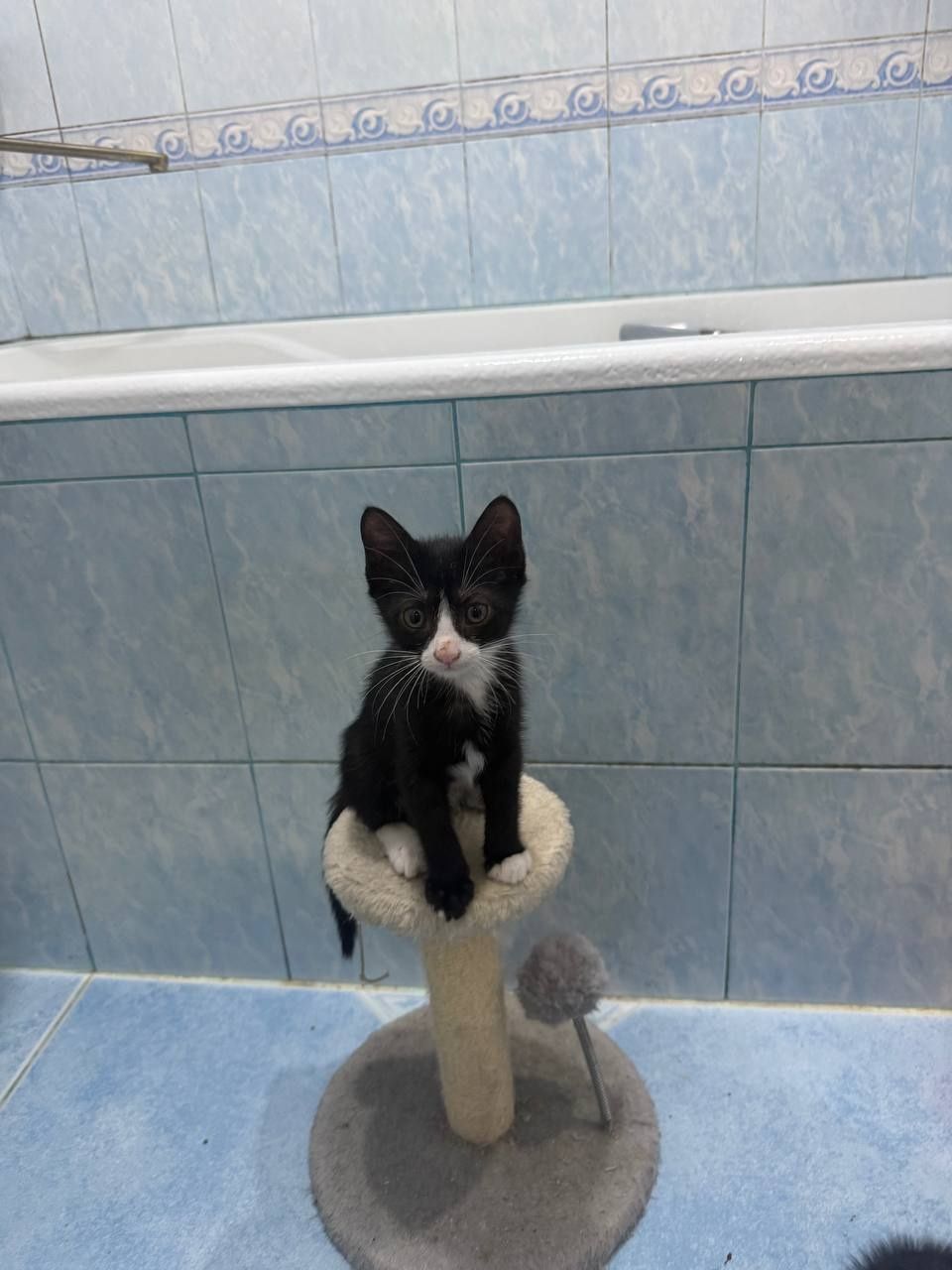 Домашние котята в добрые руки