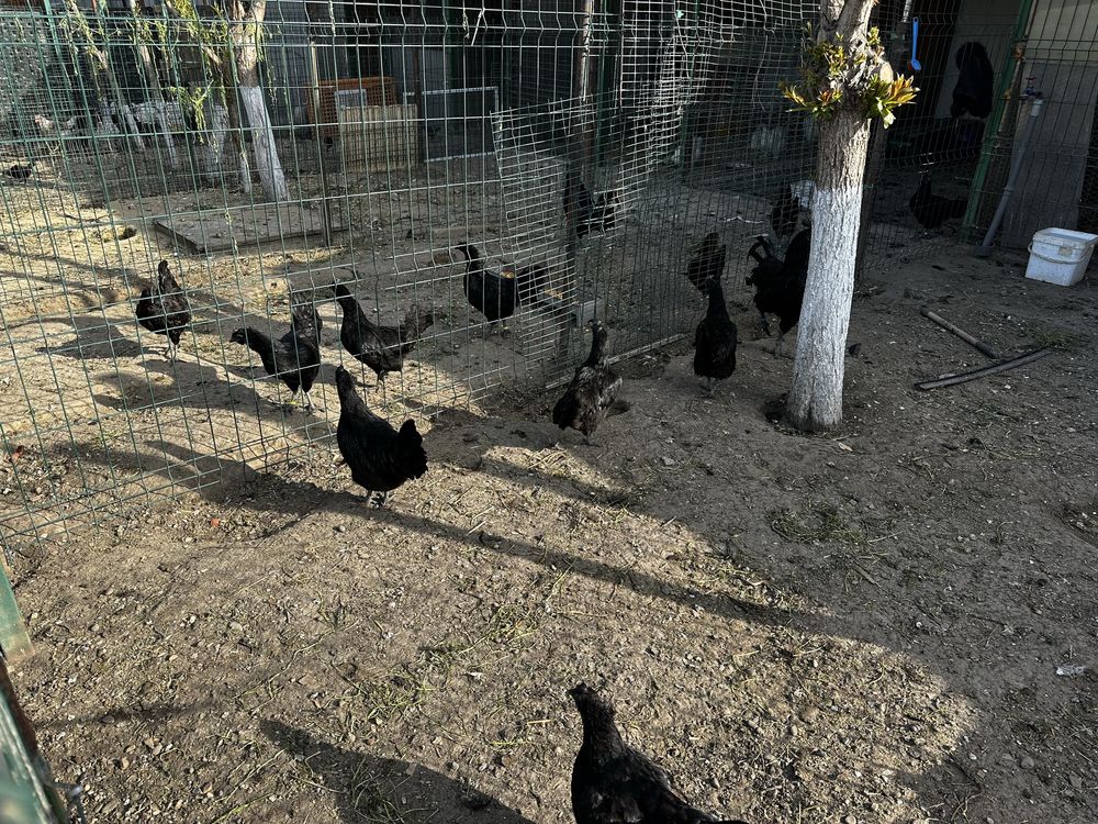 Ayam Cemani gaini