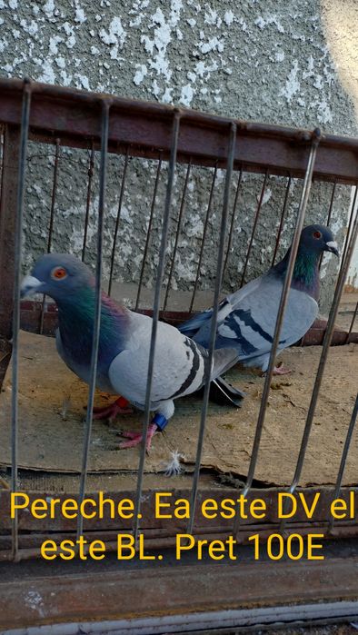 Porumbei voiajori