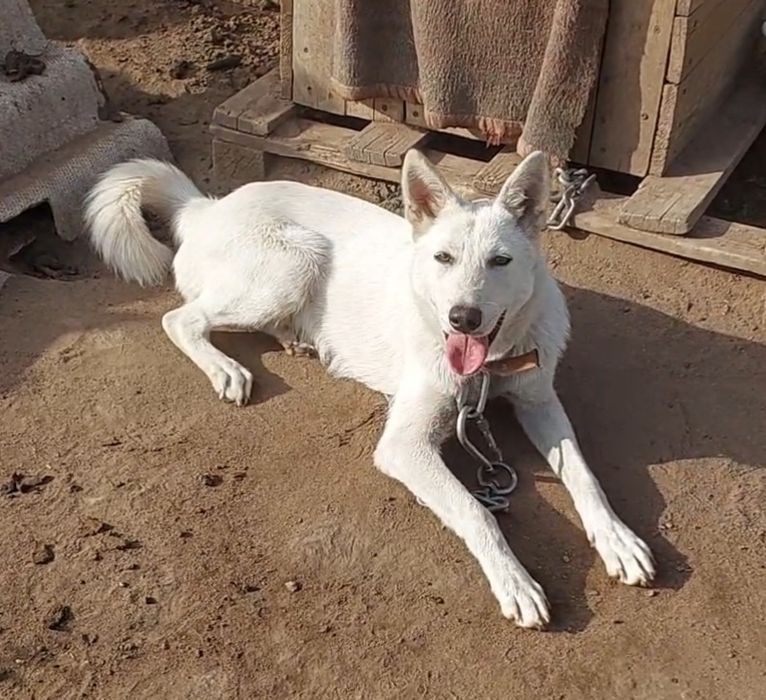 Шикарный, молодой кобель в добрые руки!