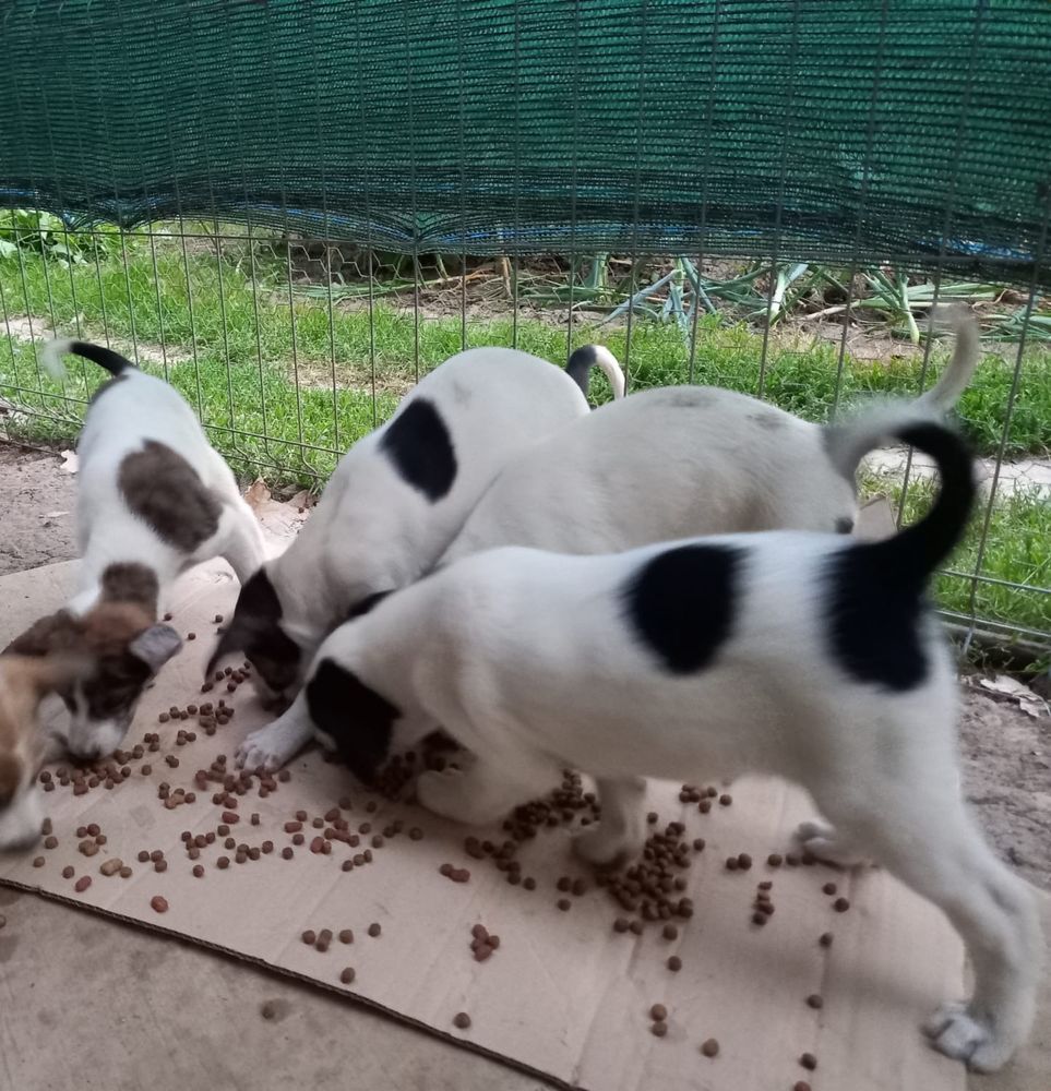 Din 11 puiuti au mai ramas 4 fetite cine doreste sa le adopte,