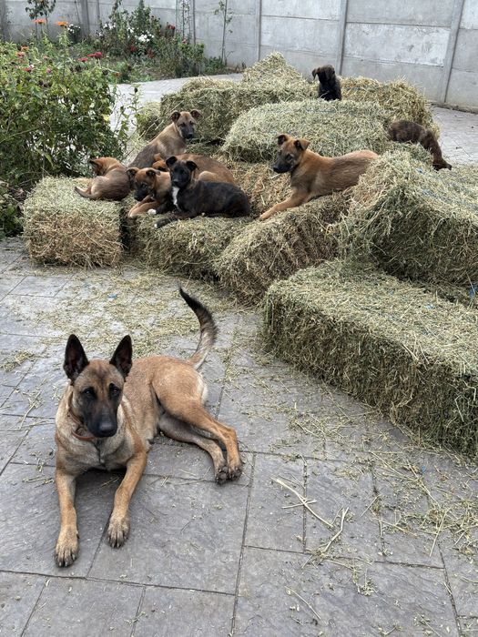 7 Catei si 3 pisici spre adoptie