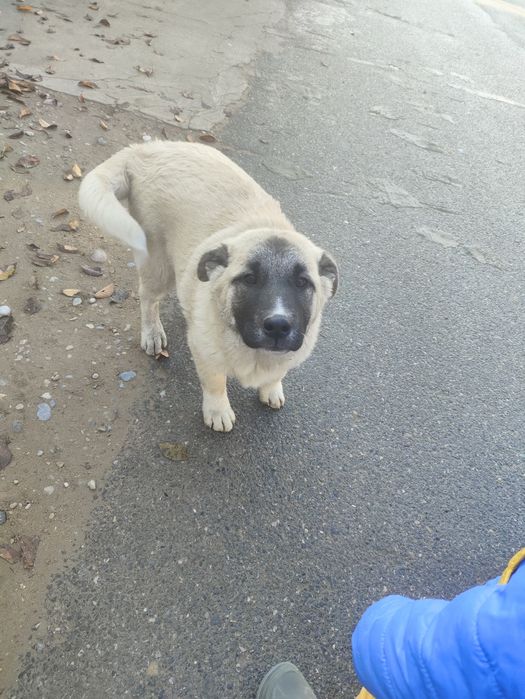 Кушик сатылады срочно