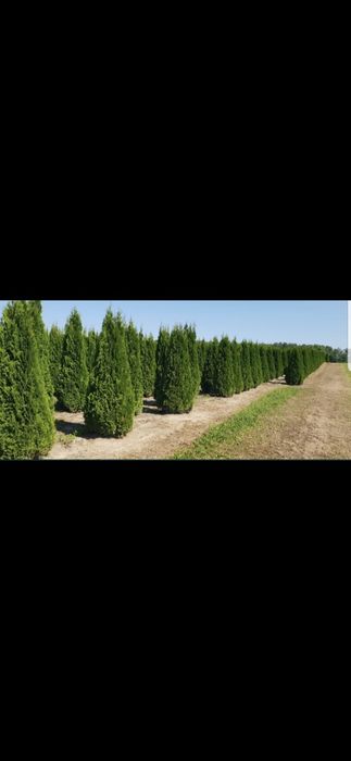 Thuja smaragd oferta 2m 150 lei