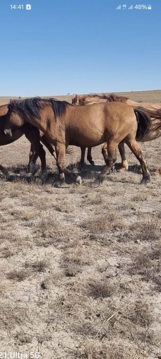 Мұғалжар айғыр 2019