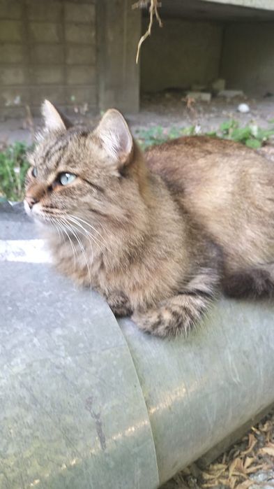 Кот сибирской породы ищет дом