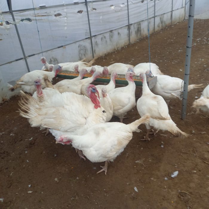 Curcani și curci de vânzare