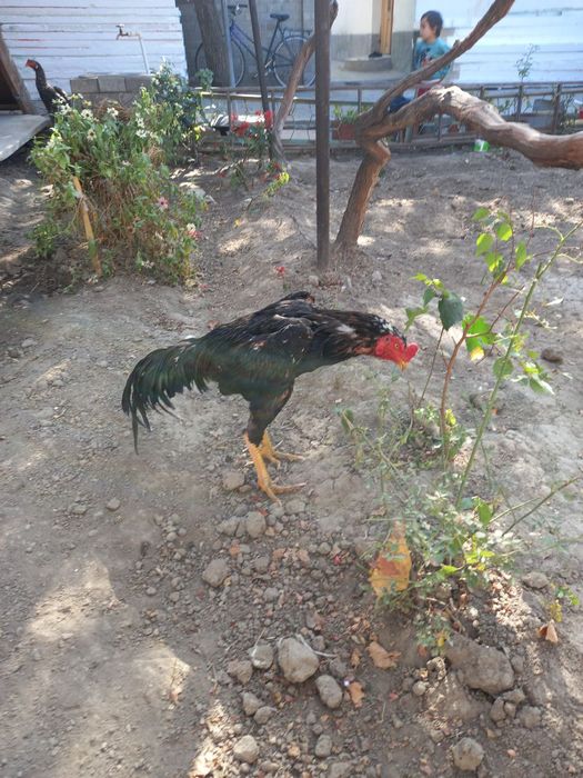 Dakan xoroz sotiladi