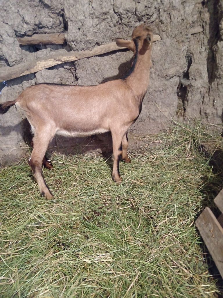 Ieduta alpin franceză de vânzare