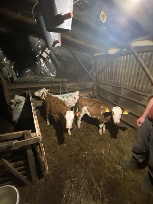 Vând 3 vițele înțărcate