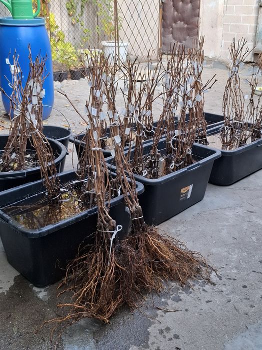 Саженцы винограда