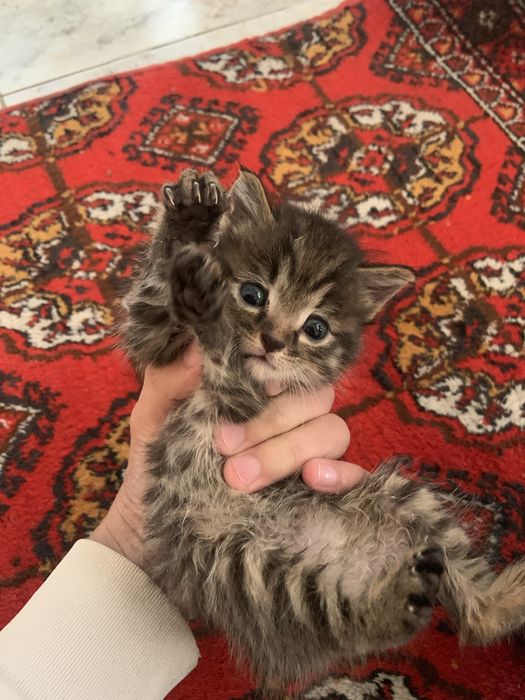 Котята домашние отдадим в добрые руки