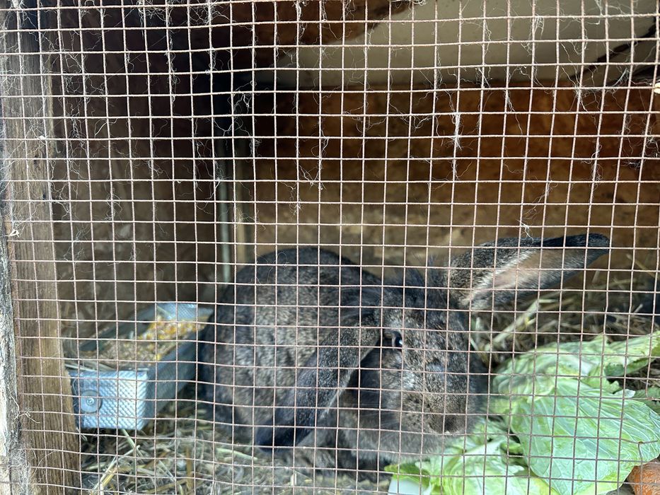 Iepuri de casa , sanatosi .