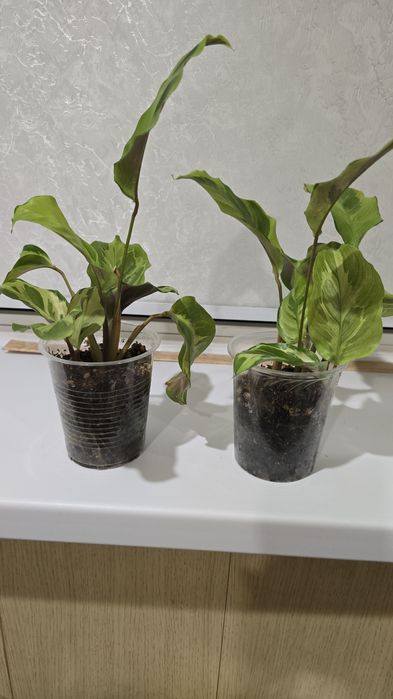 Продам комнатные цветы