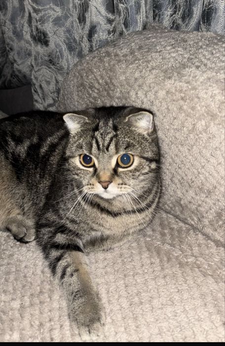 Отдам кошечку в надежные, добрые руки