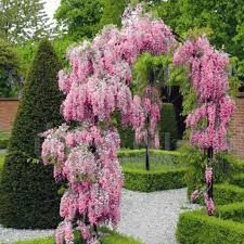 Вистерия-(Глициния) (Бяла,Синя,Розова)