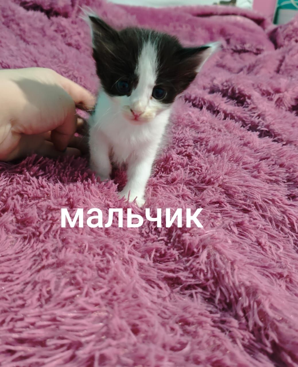 Котята в поиске дома.