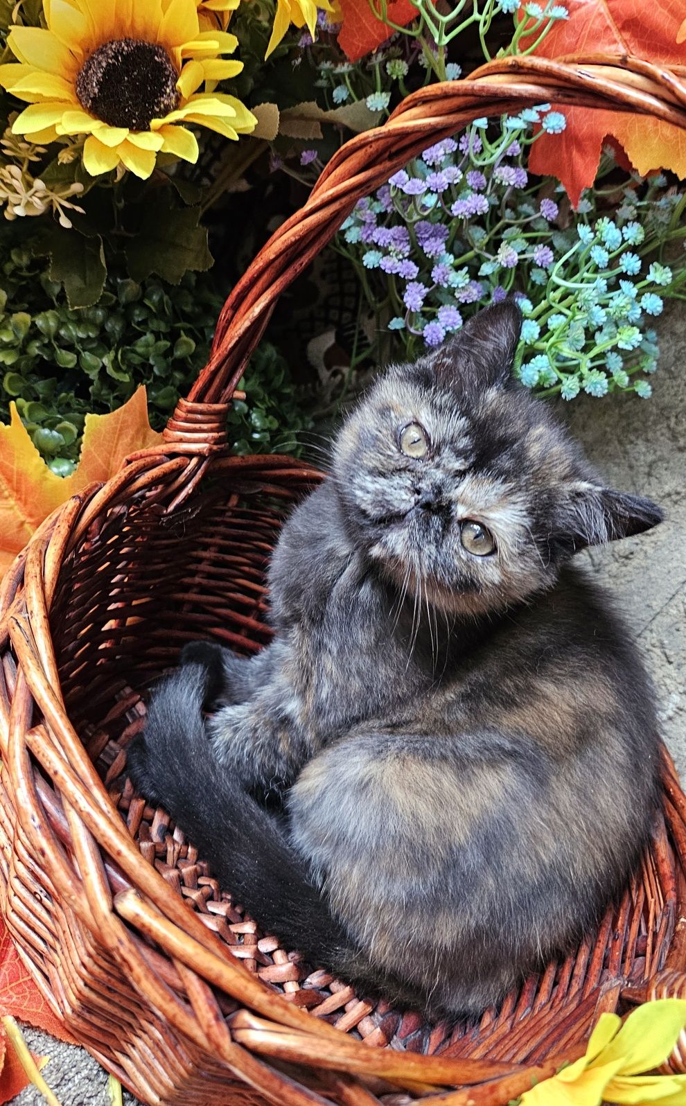 Персийско екзотично котенце