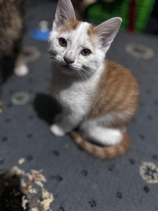 Mushuk bolalari tekinga berialdi