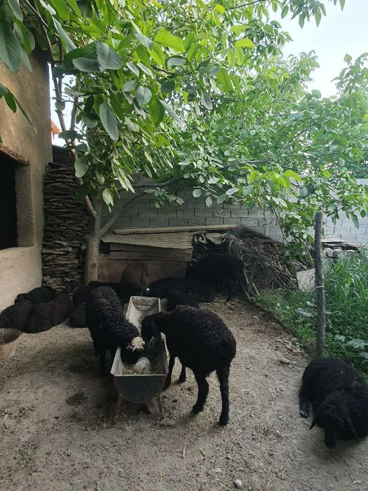 Semiz Quy quzilar Qurbon va hayit bayramlari uchun va yaxshi kuningiz