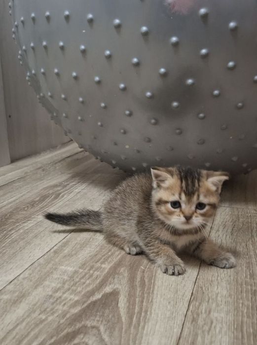Чистокровные шотландские котята