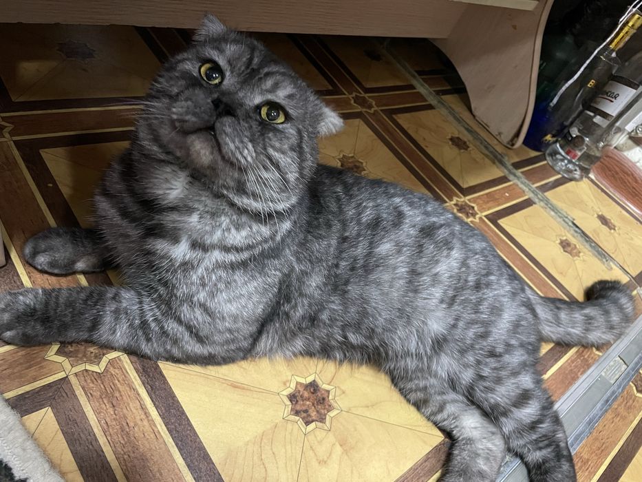 Умные ласковие котята