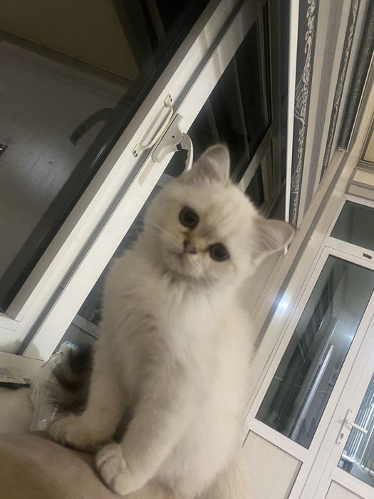Кошка 3 мес.