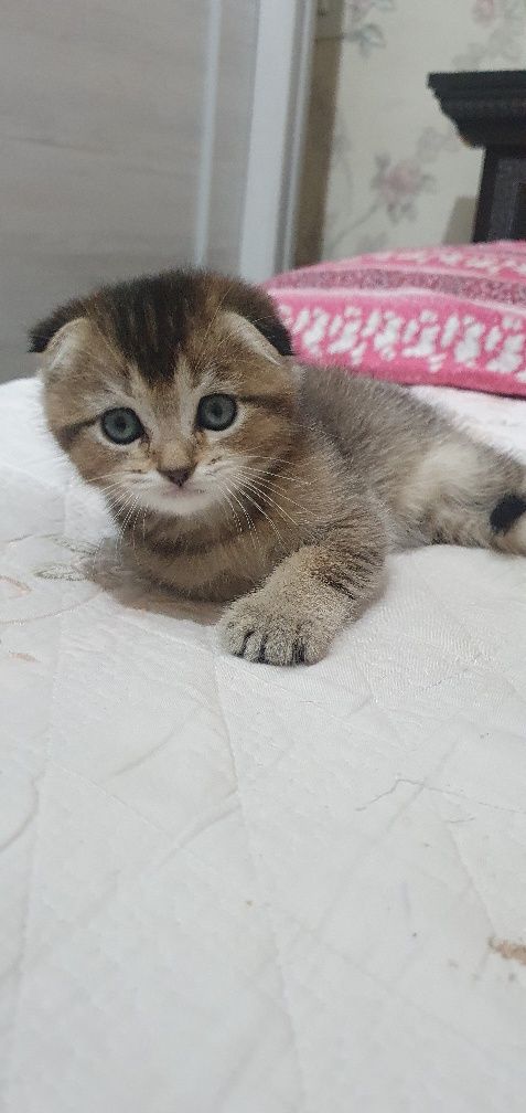 Продаются кошечки скотиш фолд , для желателей даём и маму котят
