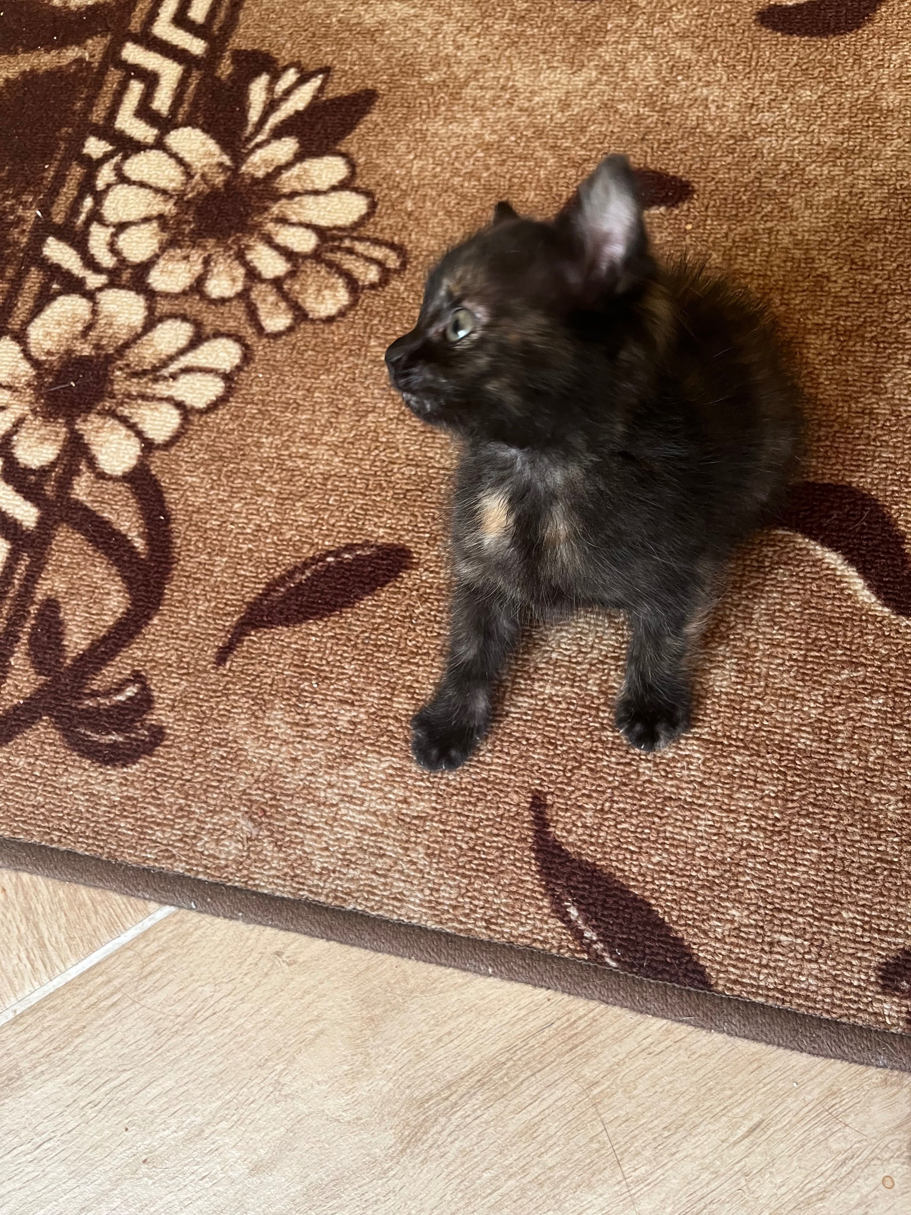 Подарявам котенца
