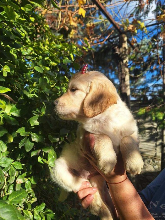 Голдън ретривър кученца