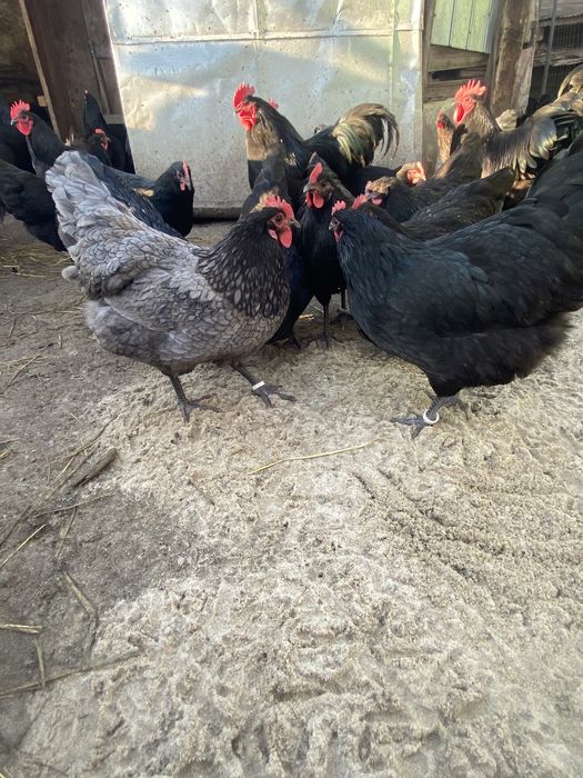 Oua Australorp Incubat