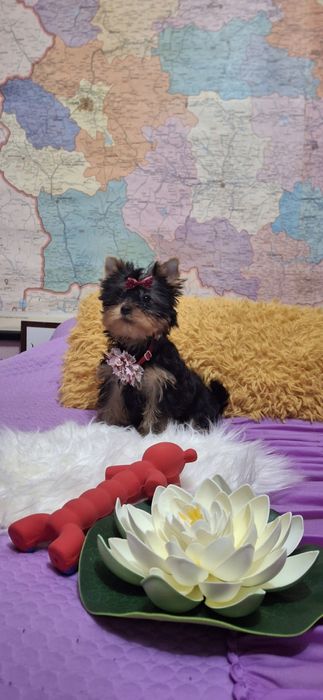 Йоркширски териер.Йорки