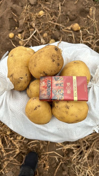 Продам картошку Гала