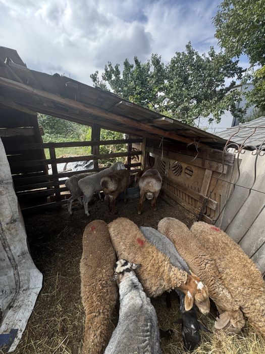 Продам домашних баран