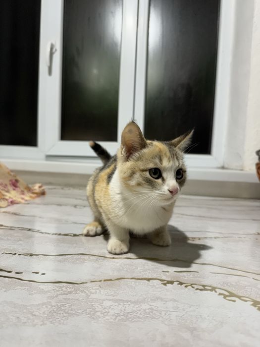 Отдам в добрые руки: все девочки