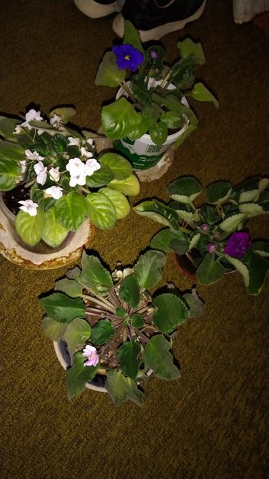 Фиалки цветущие 4 цвета.