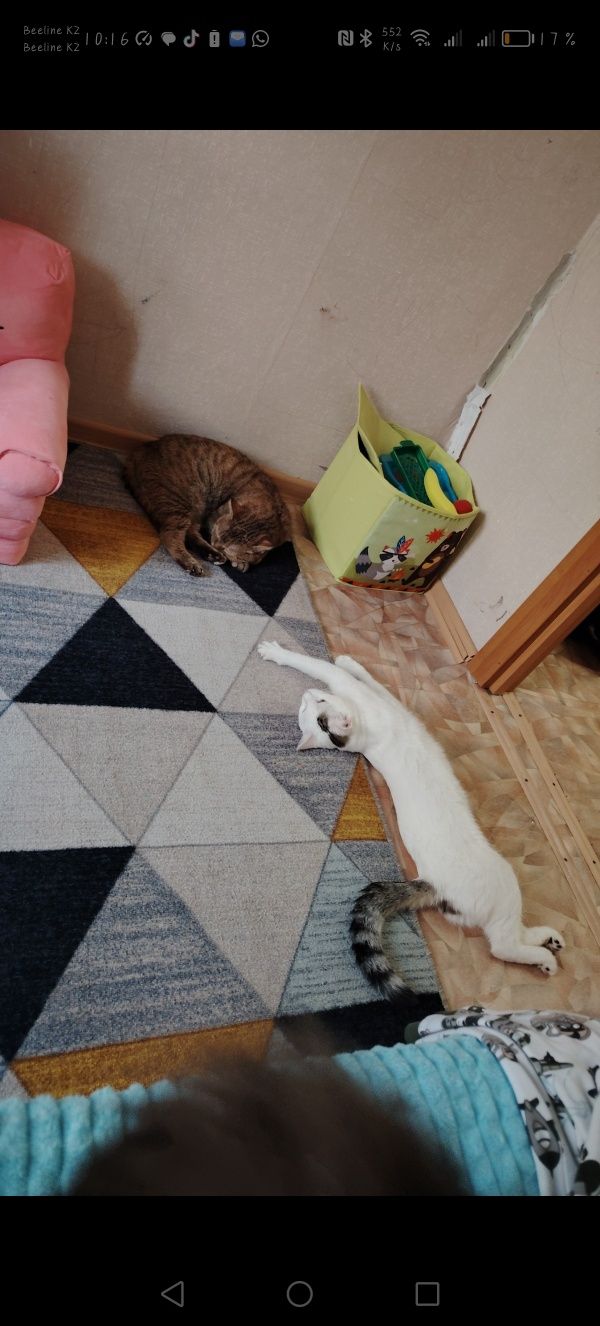 Отдам кота ему 6месяцев в любящие добрые ручки.